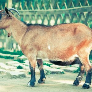 Goat