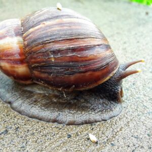 Snails